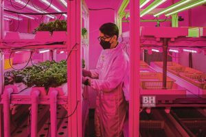 Image of a man managing Hydroponic facilities